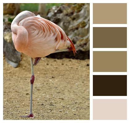 Flamingo Pink Bird Image