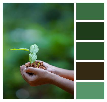 Soil Plant Hands Image