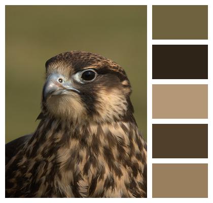 Bird Falcon Peregrine Image