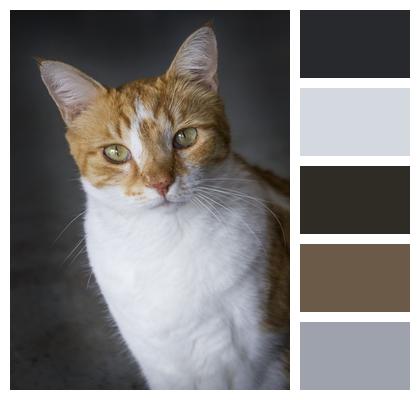 Pet Animal Cat Image