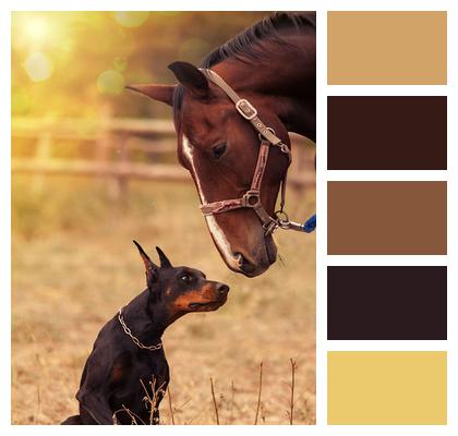 Dog Horse Portrait Image