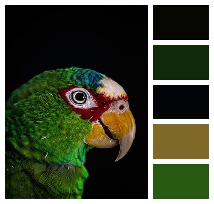 Parrot Bird Animal Image