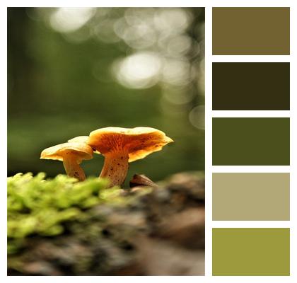Fungus Mushroom Fungi Image
