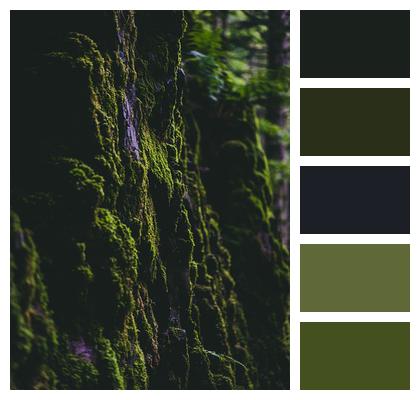 Moss Forest Wall Image