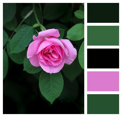 Plant Flower Rose Image