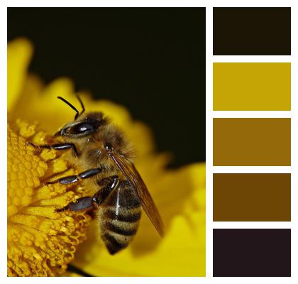 Insect Bee Flower Image