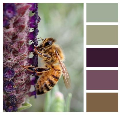 Lavender Insect Bee Image