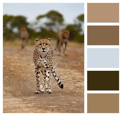 Animal Safari Cheetah Image