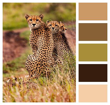 Cheetahs Animals Safari Image