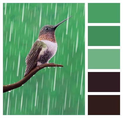 Hummingbird Rain Bird Image