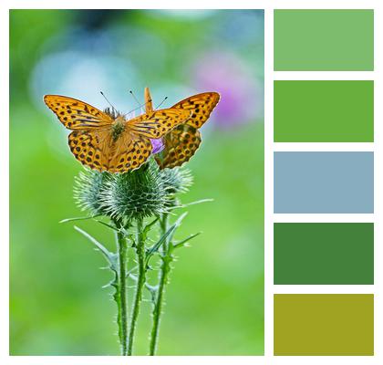 Thistles Butterflies Fritillary Image