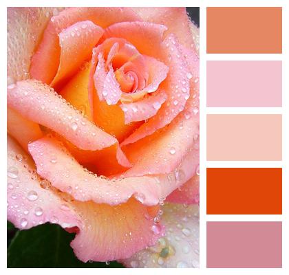 Macro Pink Rose Image