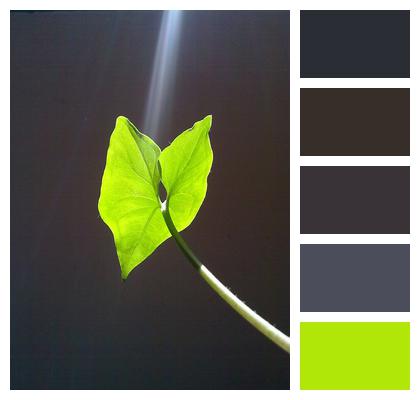 Green Leaf Light Image