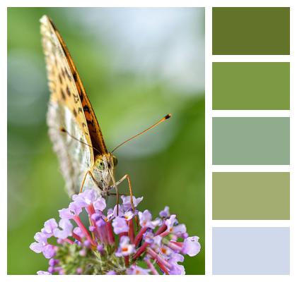 Butterfly Insect Flower Image