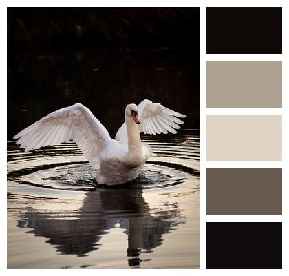 Proudly Swan Bird Image