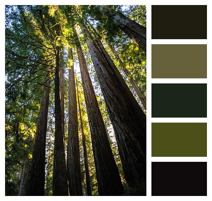 Sequoia Redwoods Trees Image