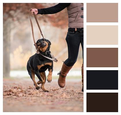 Woman Dog Rottweiler Image