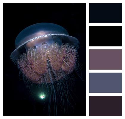 Cnidaria Jellyfish Underwater Image