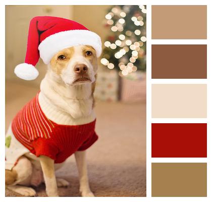 Costume Santa Dog Image