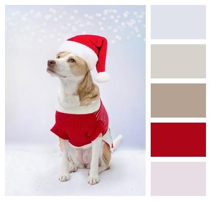 Santa Dog Costume Image