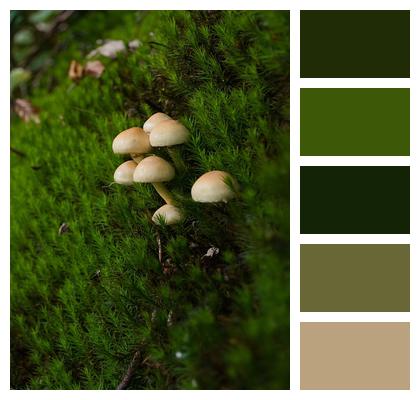 Mushrooms Moss Forest Image