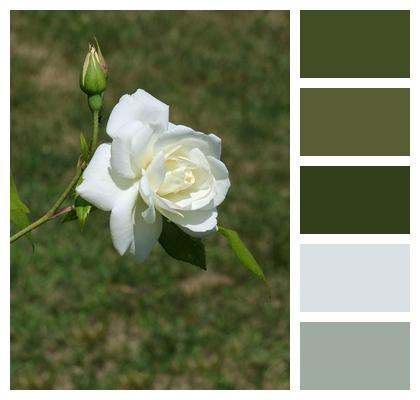 Rose Flower White Image