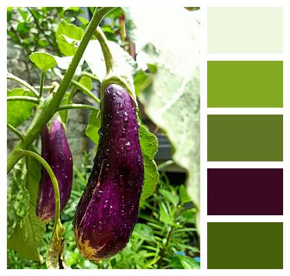 Dew Plant Eggplant Image