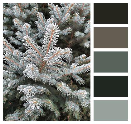 Pine Tree Frost Image