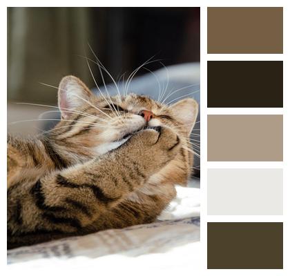 Pet Brown Tabby Cat Home Image