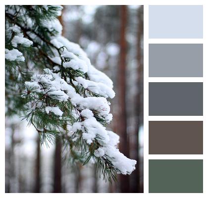 Snow Pine Branch Image