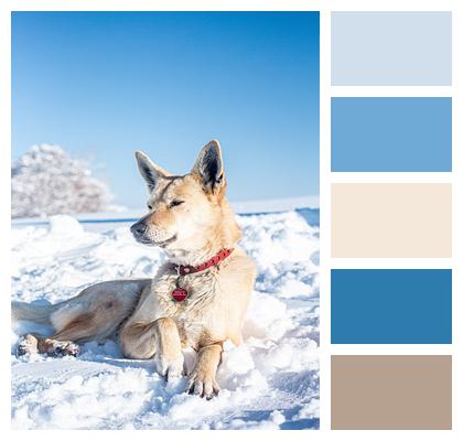 Snow Pet Dog Image