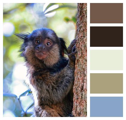 Marmoset Animal Tree Image