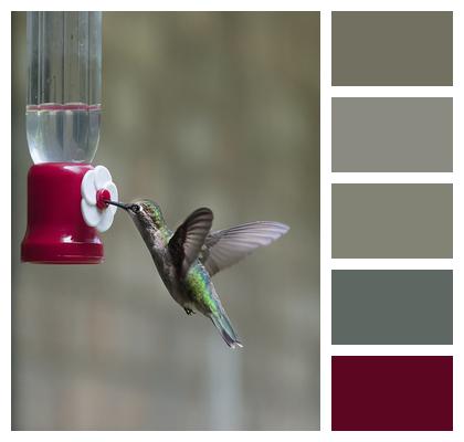 Hummingbird Bird Wing Image