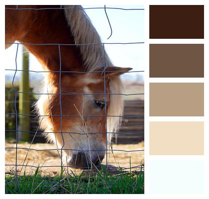 Animal Fence Horse Farm Image