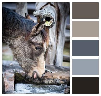 Young Animal Mule Fountain Nature Image