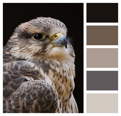 Falcon Bird Falconry Image
