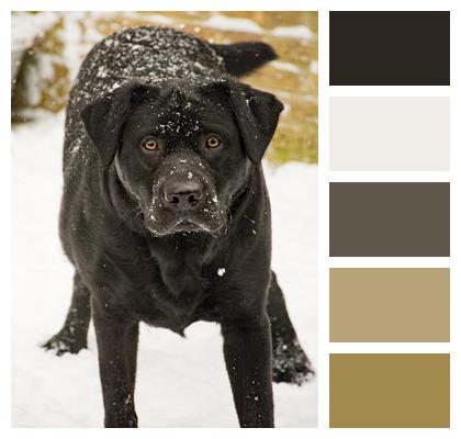 Pet Dog Labrador Image