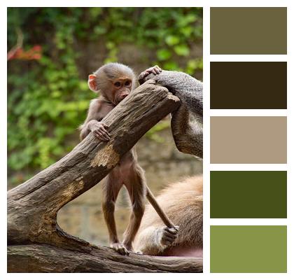 Mammal Zoo Monkey Image