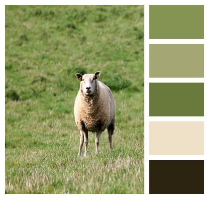 Livestock Mammal Sheep Image