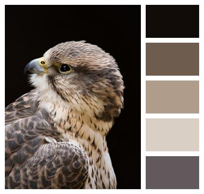 Bird Falcon Animal Image