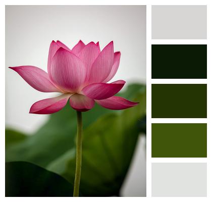 Lotus Flower Plant Image