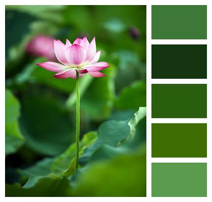 Flower Plant Lotus Image