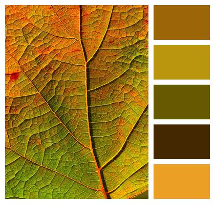 Fall Leaf Veins Image