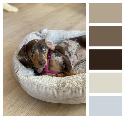 Puppy Dog Dachshund Image