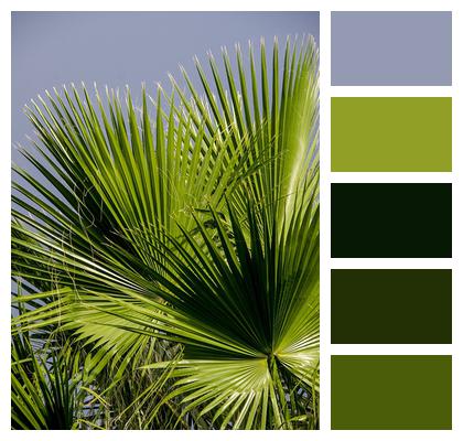Palm Leaf Fronds Image