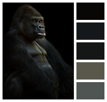Silverback Gorilla Ape Image