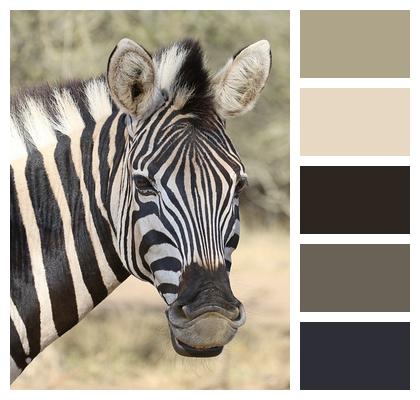 Safari Animal Zebra Image