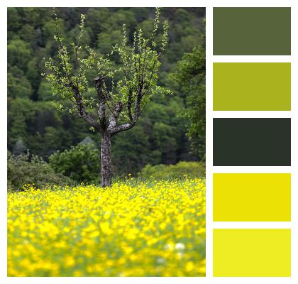 Tree Meadow Orchard Image