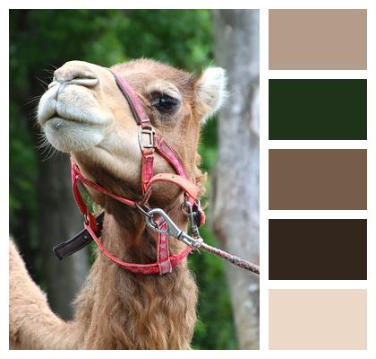 Head Animal Camel Image