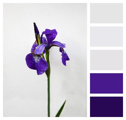 Plant Iris Flower Image